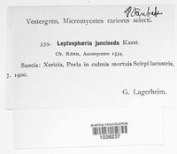Leptosphaeria junciseda image